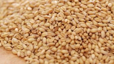 Indian Organic Fresh Wheat