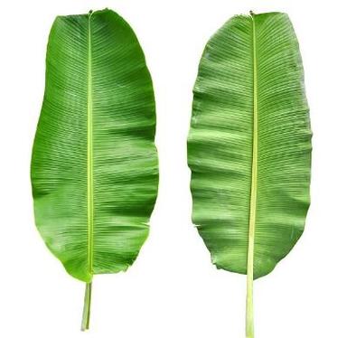 Long Shelf Life Banana Leaf Back Material: Anti-Slip Latex