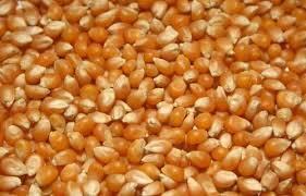 High Grade Popcorn Maize