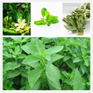 Natural And Fresh Stevia Leaves