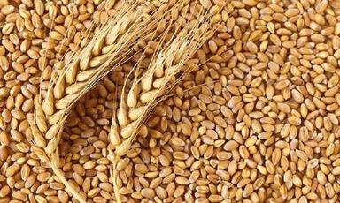 Wheet Organic Fresh Wheat Seeds