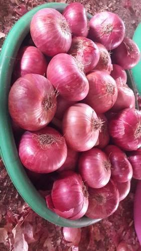 High Quality Red Onion