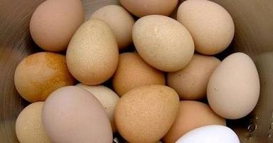 Fresh Kadaknath Poultry Eggs
