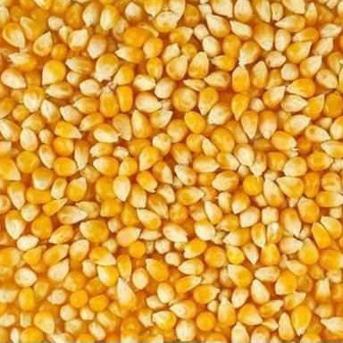 Yellow Maize Grain (Corn)