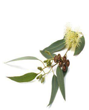 Eucalyptus Oil