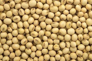High Grade Soya Bean Seeds