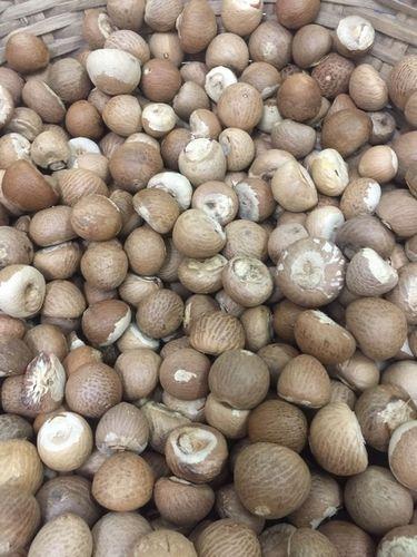 Export Quality Areca Nut