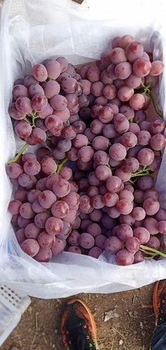 Premium Red Globe Grapes