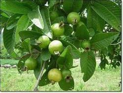 Jasmine Alhabadi Safeda Guava Plants