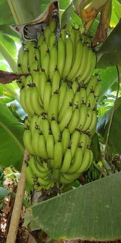 Fresh Raw Banana