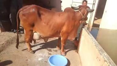 Pure Desi Gir Cows