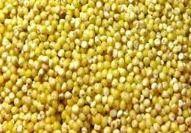 Yellow Millet