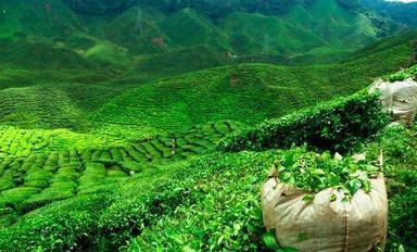 Low Price Natural Assam Tea Leaves