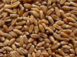White Indian Organic Fresh Wheat