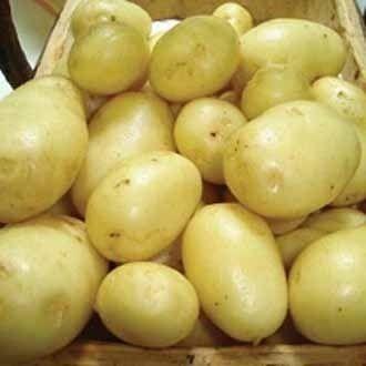 Fresh Potato Seeds