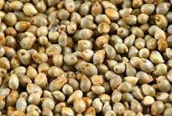 Rich In Vitamins Indian Bajra (Pearl Millet)