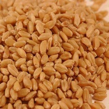 Organic Wheat Grain