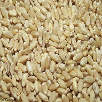 Semi Automatic Soft Milling Wheat Grains