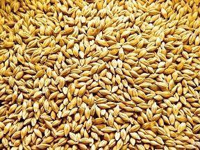 Dried Malted Barley Grain