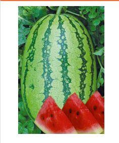 Superior Quality Hybrid Watermelon Seeds