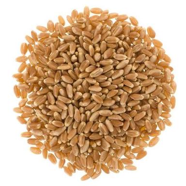 Natural Organic Pure Wheat