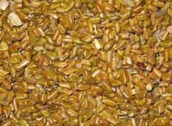 High Grade Cassia Tora Seeds