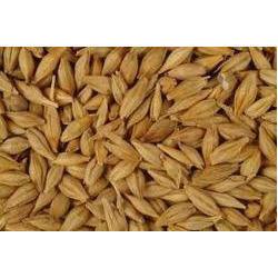 Brown Fine Quality Barley Seed