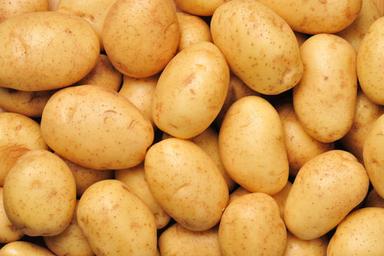 Polished New Cultivated Fresh Yellow Potatoes