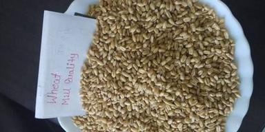 Mill Quality Wheat