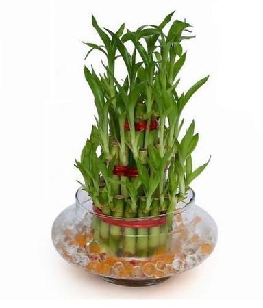 3 Layer Lucky Bamboo Plant