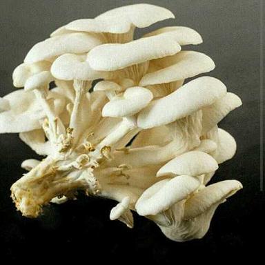 Garden Fresh Oyster Mushroom