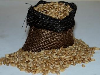 Premium Quality Rajagaro Wheat