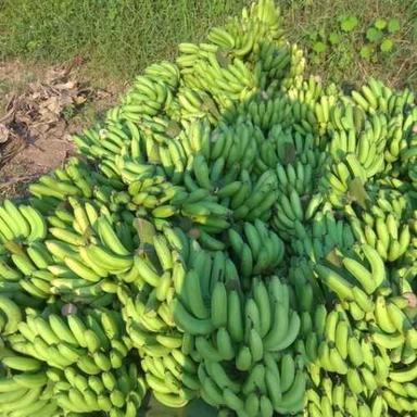 Farm Fresh Green Bananas