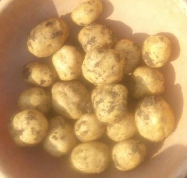 New Cultivated Fresh Potatoes