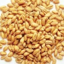 Light Brown High Nutrients Organic Wheat Seeds