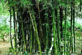 Green Bamboo For Medicinal Purposes
