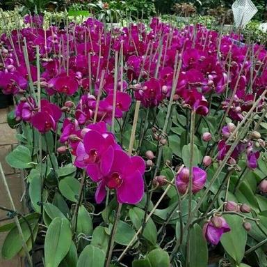 Fresh Flowers Purple Dendrobium Orchids