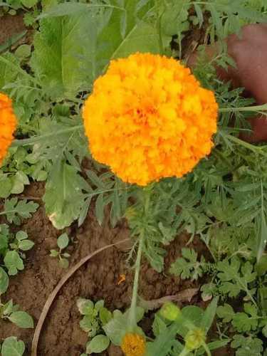 Yellow And Orange Natural African Marigold Flower