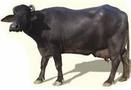 High Breed Murrah Buffalo