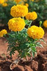 Marigold Flower Plants 