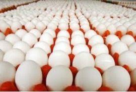 अत्यधिक पौष्टिक सफेद शेल अंडे