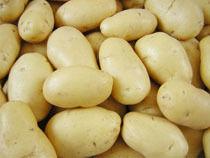 New Cultivated Fresh Potatoes