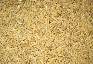 Pure Barley Grains