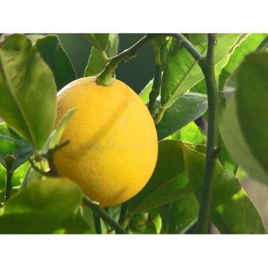 Best Quality Fresh Lemon