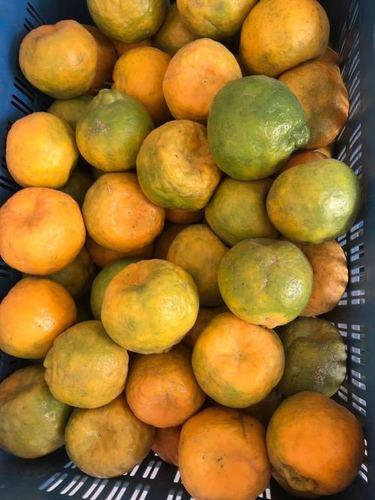 Farm Fresh Organic Oranges