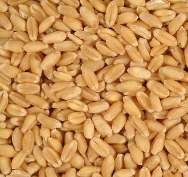 High Grade Wheat Grain Broken (%): 5%