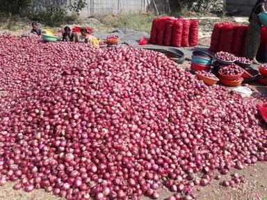 Indian Red Fresh Onion 45/55/65