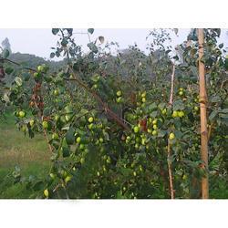 Apple Ber Plants With Fruit