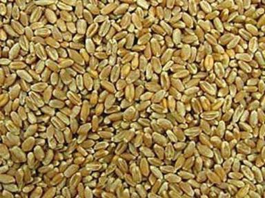 High Quality Milling Wheat