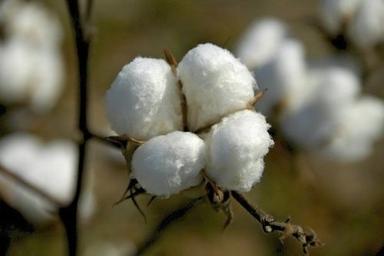 High Grade Raw Cotton